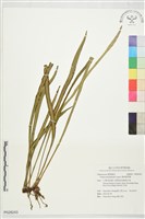 廣葉書帶蕨藏品圖，第1張