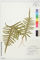 棱脈蕨藏品圖，第1張