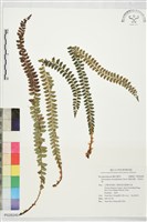 芽胞耳蕨、芽孢耳蕨藏品圖，第1張