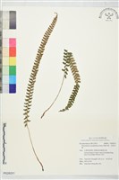芽胞耳蕨、芽孢耳蕨藏品圖，第1張