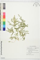 異葉卷柏藏品圖，第1張