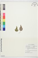 臺灣粉背蕨藏品圖，第1張