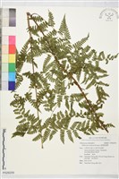 疏葉雙蓋蕨藏品圖，第1張