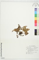 闊片烏蕨藏品圖，第1張