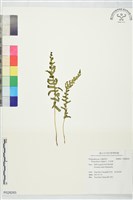 多足蕨藏品圖，第1張