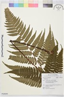 登錄號:P028266藏品圖，第1張