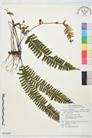 薄葉孔雀鐵角蕨、邊孢鐵角蕨藏品圖，第1張