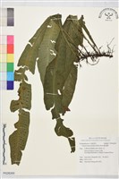 斷線蕨藏品圖，第1張