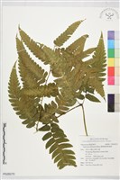 廣葉鋸齒雙蓋蕨藏品圖，第1張