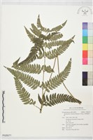中華複葉耳蕨藏品圖，第1張
