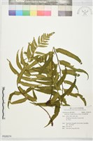 萊氏鐵角蕨藏品圖，第1張