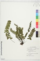 生芽鐵角蕨藏品圖，第1張
