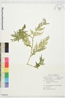 全緣卷柏藏品圖，第1張