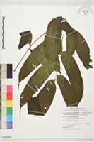 海南實蕨藏品圖，第1張