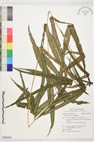 大葉鳳尾蕨藏品圖，第1張