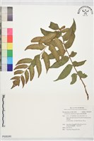 闊羽貫眾蕨藏品圖，第1張