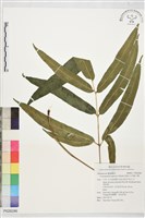 日本鳳丫蕨藏品圖，第1張