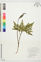 登錄號:P028288藏品圖，第1張