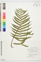 登錄號:P028290藏品圖，第1張
