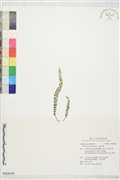 鐵角蕨藏品圖，第1張