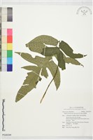 假腸蕨藏品圖，第1張