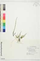 掌鳳尾蕨藏品圖，第1張