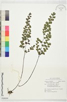 鐵線蕨藏品圖，第1張