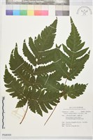 陰地三叉蕨藏品圖，第1張