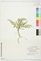 玉山卷柏藏品圖，第1張