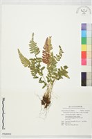 細毛碗蕨藏品圖，第1張