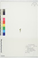 登錄號:P028306藏品圖，第1張