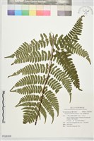 疏葉鱗毛蕨藏品圖，第1張