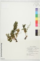 窗格長片蕨藏品圖，第1張