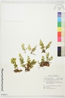 平羽蕗蕨藏品圖，第1張