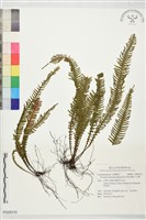 寶島穴子蕨藏品圖，第1張