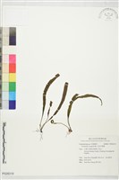 大武禾葉蕨藏品圖，第1張