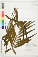 華南紫萁藏品圖，第1張