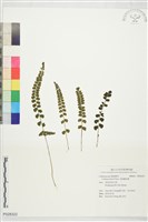 海島鱗始蕨藏品圖，第1張