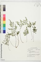 登錄號:P028323藏品圖，第1張