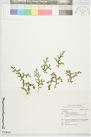 登錄號:P028324藏品圖，第1張