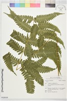 登錄號:P028326藏品圖，第1張