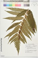 日本狗脊蕨藏品圖，第1張