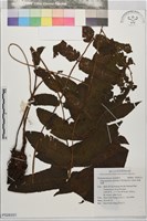 南越聖蕨藏品圖，第1張