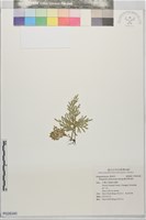 擬密葉卷柏藏品圖，第1張