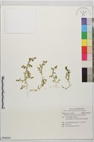 玉山卷柏藏品圖，第1張