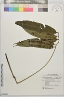 伊藤氏原始觀音座蓮藏品圖，第1張