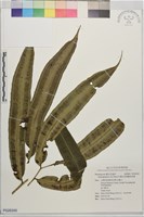 伊藤氏原始觀音座蓮藏品圖，第1張