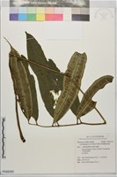 伊藤氏原始觀音座蓮藏品圖，第1張
