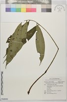 伊藤氏原始觀音座蓮藏品圖，第1張