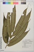 伊藤氏原始觀音座蓮藏品圖，第1張